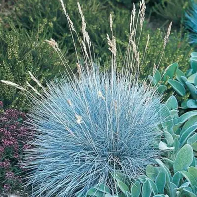 Овсяница АЙСФОГЕЛЬ сизая в Сморгони