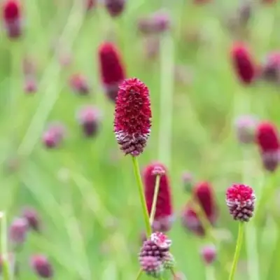 Кровохлебка БИТЛВИНГЗ в Сморгони