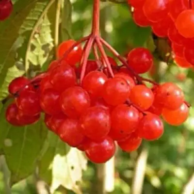 Калина ПАМЯТИ ВАЛЕНТИНЫ в Сморгони