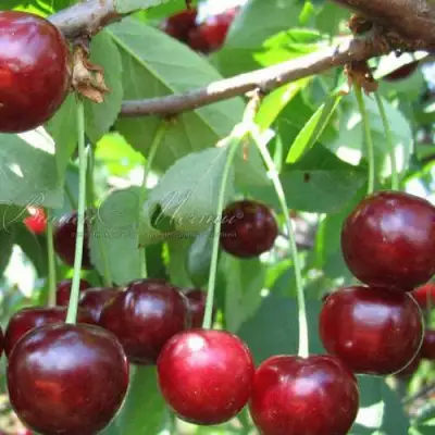 Дюк ИВАНОВНА в Сморгони