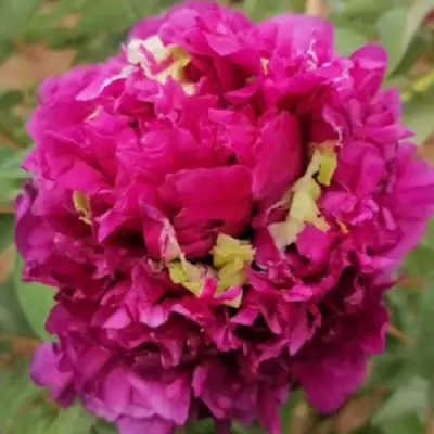 Пион ПОЛЕТ ЛАСТОЧКИ древовидный в Сморгони