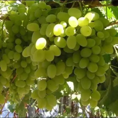 Виноград ИЛЬЯ  в Сморгони