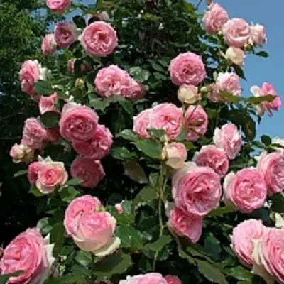 Роза ПЬЕР ДЕ РОНСАР плетистая в Сморгони