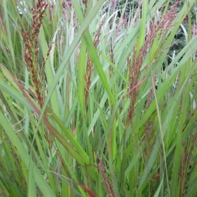 Просо ВЭРРИОР прутьевидное в Сморгони