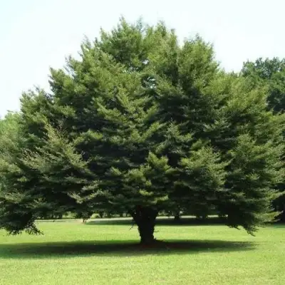 Бук обыкновенный в Сморгони