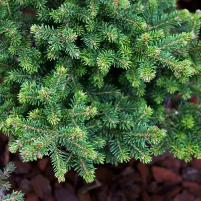 Ель ВИЛС ЦВЕРГ обыкновенная в Сморгони