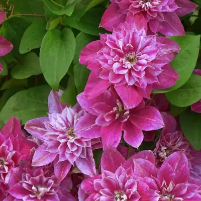 Клематис МАЙ ДАРЛИНГ  в Сморгони