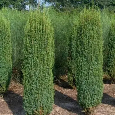 Можжевельник ХИБЕРНИКА обыкновенный  в Сморгони