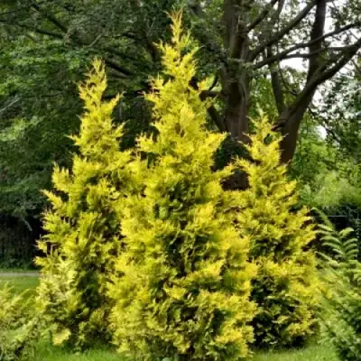 Туя ГОЛДЕН БРАБАНТ западная в Сморгони