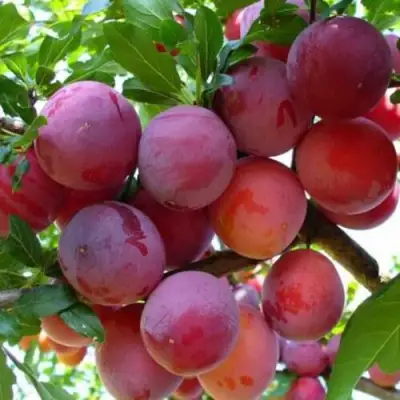 Слива НЕКТАРИННАЯ АРОМАТНАЯ в Сморгони