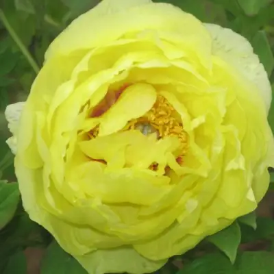 Пион ЗОЛОТО ПОДНЕБЕСНОЙ древовидный в Сморгони