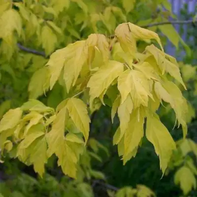 Клен ясенелистный в Сморгони