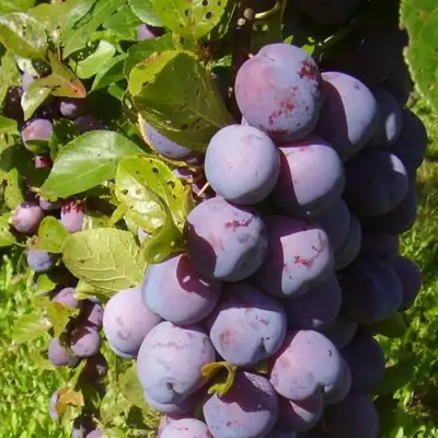 Слива НАГРАДА НЕМАНСКАЯ в Сморгони