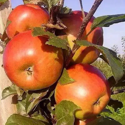 Яблоня ФРИДОМ в Сморгони