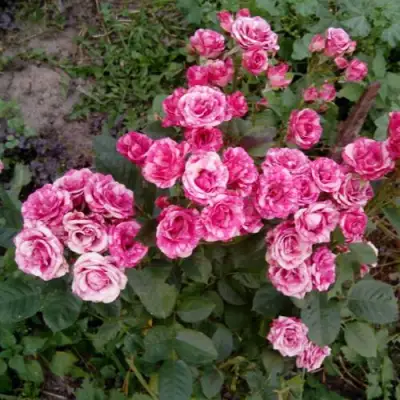 Роза ФЛЕШ ДАНС спрей в Сморгони