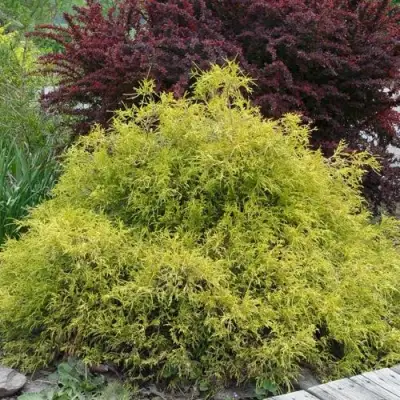 Кипарисовик ГОЛДЕН МОП горохоплодный в Сморгони