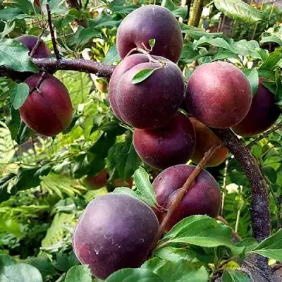 Шарафуга БЕЛЛА РОЯЛЬ в Сморгони