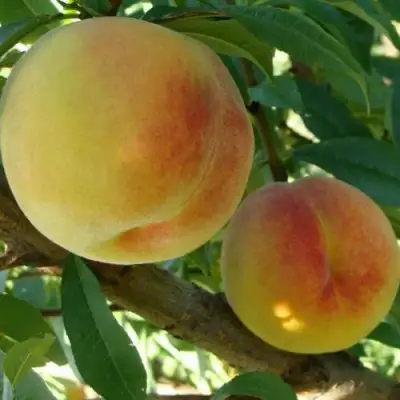 Персик ДОНЕЦКИЙ ЖЕЛТЫЙ в Сморгони