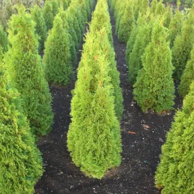 Туя САННИ СМАРАГД западная  в Сморгони
