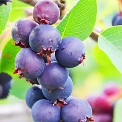 Ирга СМОУКИ в Сморгони