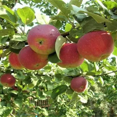 Яблоня ОРЛИК в Сморгони