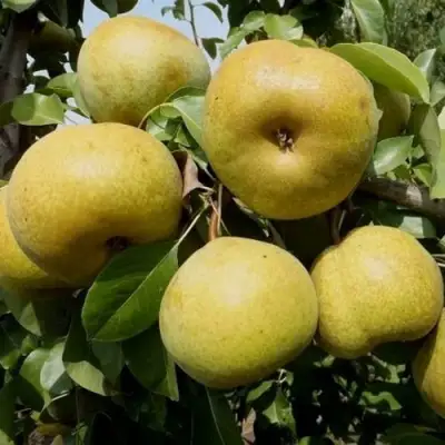 Груша ПЛАТОНОВСКАЯ в Сморгони