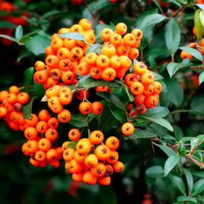 Пираканта ОРАНЖ ГЛОУ в Сморгони