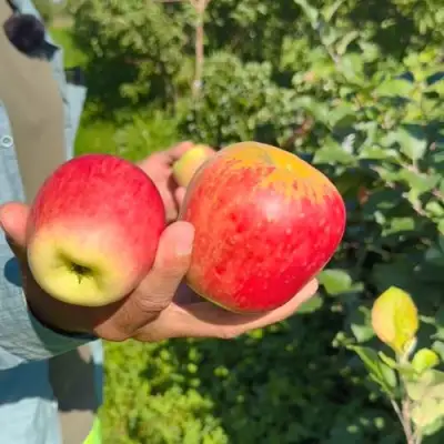Яблоня БЛАГАЯ ВЕСТЬ в Сморгони