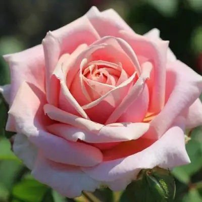 Роза ФРЕДЕРИК МИСТРАЛЬ чайно-гибридная в Сморгони