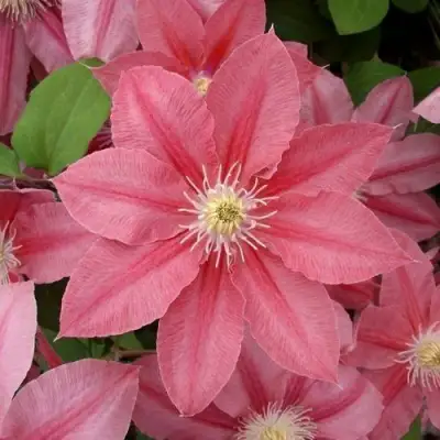 Клематис ЛИТЛ МЕРМЕЙД в Сморгони