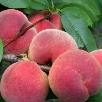 Персик ЮБИЛЕЙ СТОЛИЦЫ колонновидный в Сморгони
