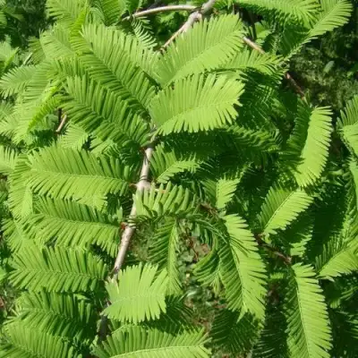 Метасеквойя  ГЛИПТОСТРОБОИДНАЯ  в Сморгони