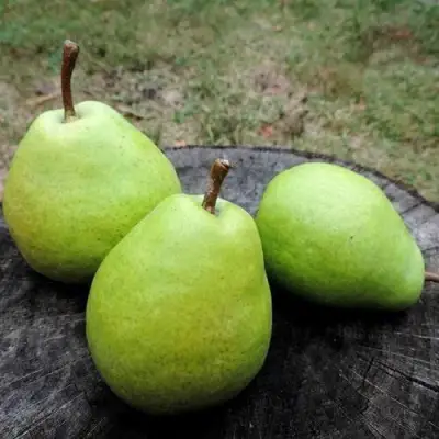 Груша БЕРЕ ЛЮКА в Сморгони