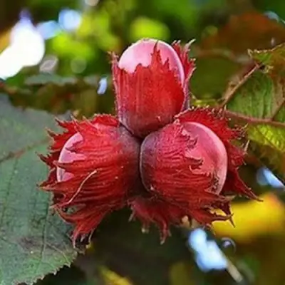 Фундук КРАСНЫЙ ЯНТАРЬ в Сморгони