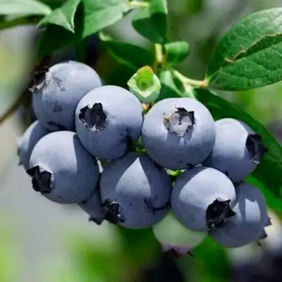 Голубика СИЕРРА в Сморгони