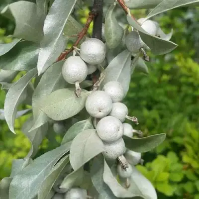 ЛОХ СЕРЕБРИСТЫЙ в Сморгони