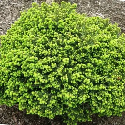 Ель ЛИТЛ ДЖЕМ обыкновенная в Сморгони