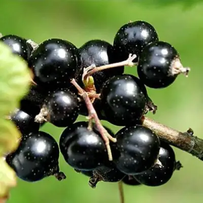 Смородина чёрная ЦЕРЕРА в Сморгони