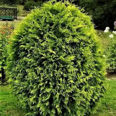 Туя ТИП ТОП западная в Сморгони