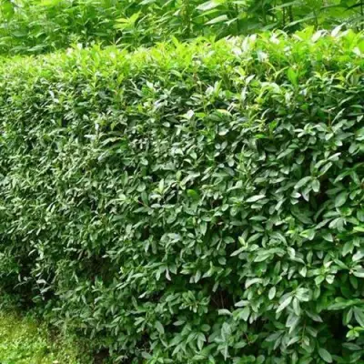 Бирючина обыкновенная в Сморгони