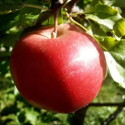 Яблоня НАСТЕНЬКА в Сморгони