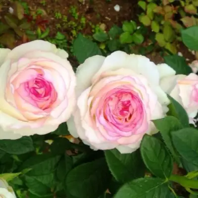 Роза ДОЛЬЧЕ ВИТА чайно-гибридная в Сморгони