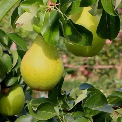 Груша ДОБРЯНКА в Сморгони