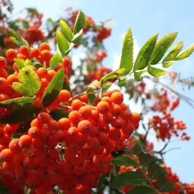 Рябина ВЕФЕД сладкоплодная в Сморгони