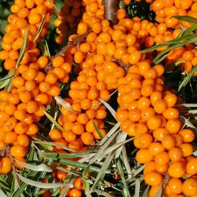 Облепиха ЕЛИЗАВЕТА в Сморгони