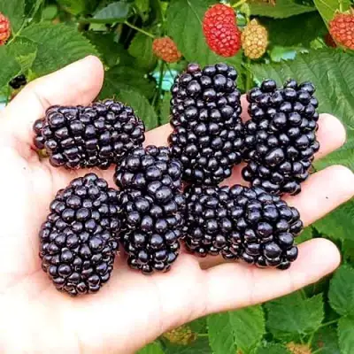 Ежевика ОУАЧИТА бесшипная  в Сморгони