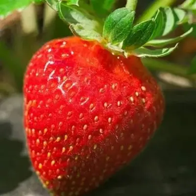 Клубника АЛЬБА в Сморгони