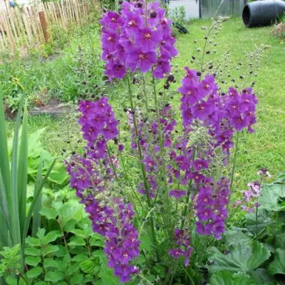 Коровяк ВИОЛЕТТА (вербаскум) в Сморгони