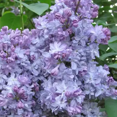 Сирень НЕБО МОСКВЫ в Сморгони