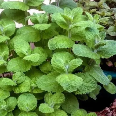 Мята яблочная в Сморгони